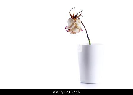 una rosa secca in vaso di vetro bianco isolato su sfondo bianco con spazio per la copia Foto Stock