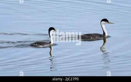 Un paio di verdi occidentali (Aechmophorus occidentalis) che nuotano al Long Lake National Wildlife Refuge nel North Dakota. Foto Stock