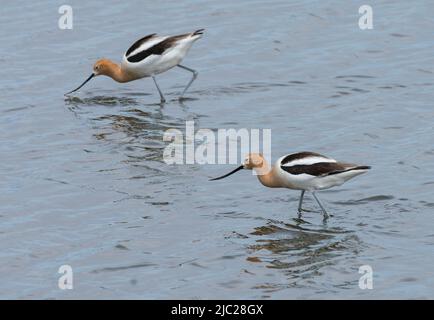 Avoceti americani (Recurvirostra americana) foraggio in uno stagno nel Dakota del Nord. Foto Stock