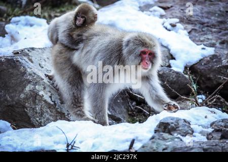 Scimmia della neve nella foresta di Jigokudani, Giappone Foto Stock