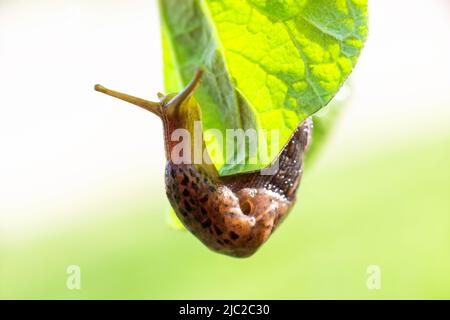 Lumaca senza guscio. Leopardo Slug Limax maximus, famiglia Limacidae, striscie su foglie verdi. Primavera, Ucraina, maggio. Foto di alta qualità Foto Stock