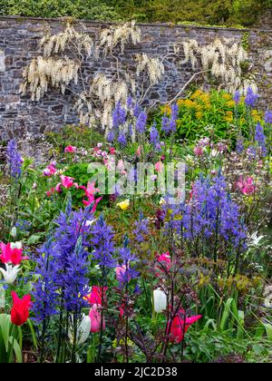 Wisteria sinensis 'JAKO', Camassia leichtlinni e Tulipa nel Giardino murato superiore ad Aberglasney Foto Stock