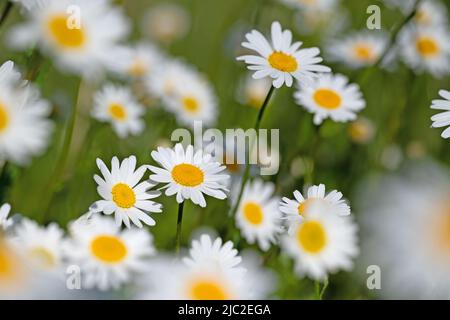 margueriti fioriti, Leucanthemum, in primavera Foto Stock