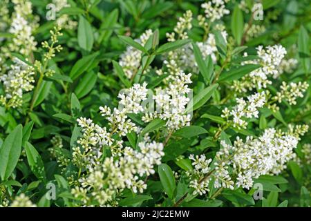 Fiore privato, Ligustrum, all'inizio dell'estate Foto Stock