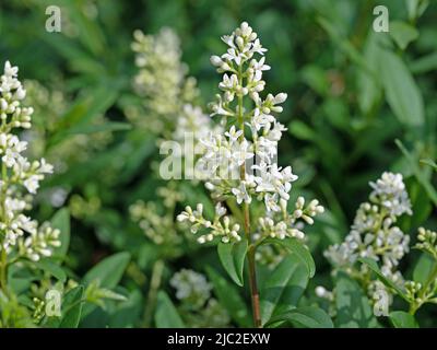 Fiore privato, Ligustrum, all'inizio dell'estate Foto Stock