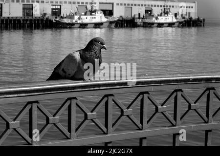 Un piccione si trova lungo una recinzione su un molo a San Francisco, California. Foto Stock