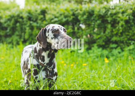Carino cucciolo dalmata per una passeggiata nel Parco ritratto.Estate ritratto di carino e sorridente dalmazia cane con macchie nere. Bella e dalmata Foto Stock