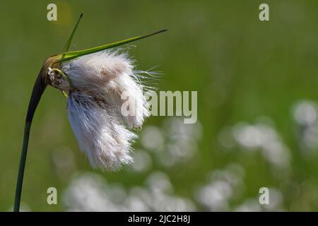 Comune cottongrass (Eriophorum angustifolium) fruttare fiore in un prato molto umido, Kenfig NNR, Glamorgan, Galles, UK, Maggio. Foto Stock