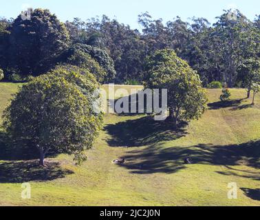 Wild Kangaroo lounging circa sotto gli alberi nel frutteto vicino a Montagne di vetro Queensland Australia Foto Stock