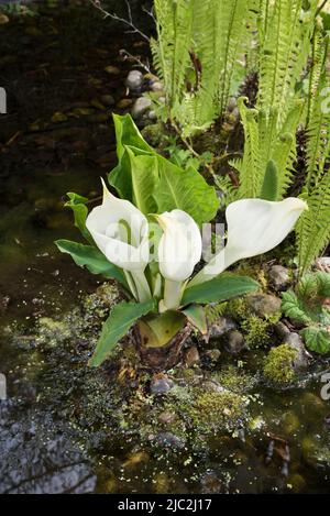 Lysichiton Americanus (cavolo Skunk) e varie altre piante che amano l'umidità Foto Stock