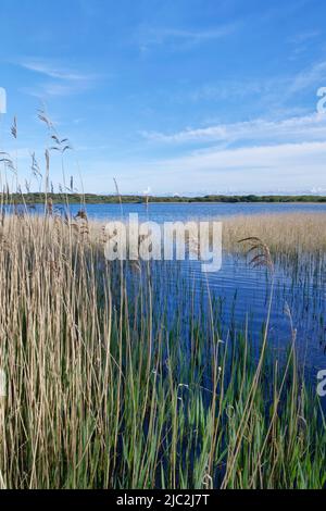 Kenfig Pool frangiato da canne comuni (Phragmites australis), Kenfig NNR, Glamorgan, Galles, Regno Unito, Maggio. Foto Stock