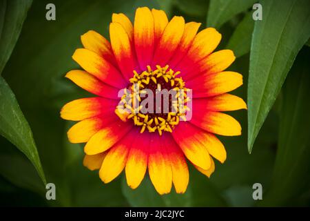 Un fiore di zinnia arancione e giallo, Zinnia elegans, su un verde sfondo verde verde in estate o in autunno, Lancaster County, Pennsylvania Foto Stock