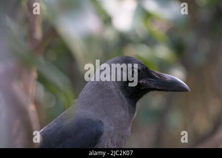 Primo piano di un collo grigio indiano o corvo comune Foto Stock