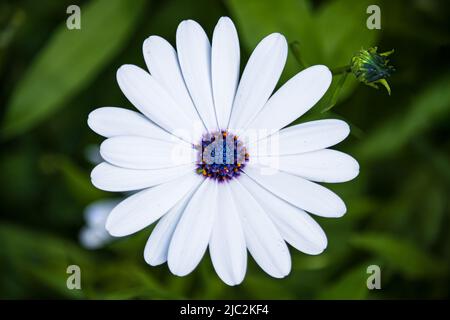 Daisy bianco africano con occhi blu, Dimorphotheca ecklonis, su sfondo verde con una piccola apide verde sui dischi blu, estate, Pennsylvania Foto Stock