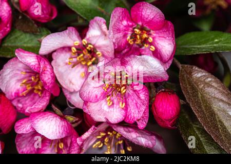Fiori di Crabbappio Sargentii (Malus sargentii ‘Candymint’) Foto Stock