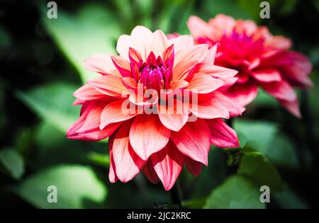 Dahlias ai confini di Rousham House, Oxfordshire. Foto Stock