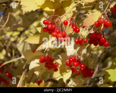 Foglie d'autunno multicolore brillanti. Bacche mature sui rami di un cespuglio di viburnum in autunno. Grappoli di bacche rosse. Foto Stock