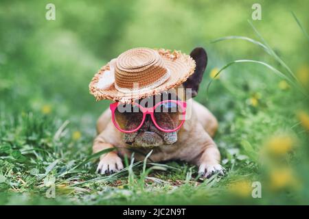 Cane Bulldog francese con occhiali da sole rosa e cappello estivo con paglia Foto Stock