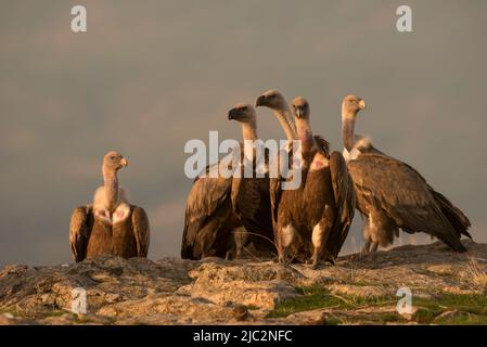 Un gruppo di Griffon Vulture (Gyps fulvus) Buitre Leonado su una roccia, Spagna Foto Stock