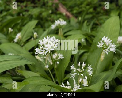 Primo piano dell'allium ursinum, aglio a foglia larga nei boschi di Bruxelles, Belgio Foto Stock