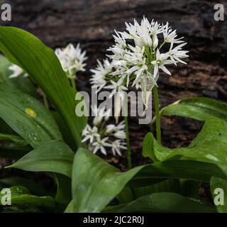 Primo piano dell'allium ursinum, aglio a foglia larga nei boschi di Bruxelles, Belgio Foto Stock