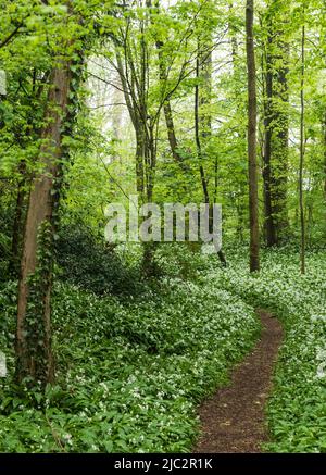 Vista dall'alto di un campo di allio ursinum, aglio a foglia larga nei boschi , Bruxelles, Belgio Foto Stock