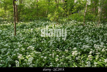 Fioritura dell'aglio selvatico nei boschi di Bruxelles intorno a Jette durante una calda giornata di primavera, Jette, Bruxelles, belgio Foto Stock