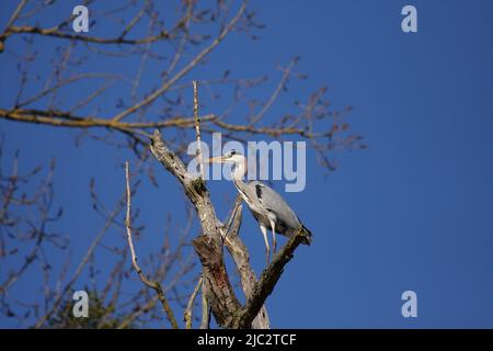 airone grigio seduto su un posatoio in un forrest wallidplain invernale Foto Stock