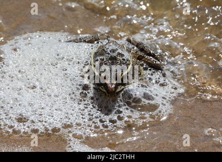 Pianura rana leopardo (Lithobates blairi) da Stafford County, Kansas, Stati Uniti. Foto Stock
