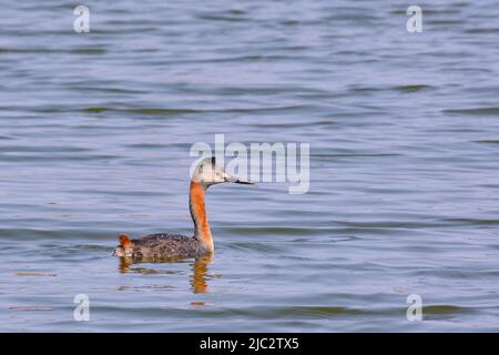 Great Grebe (Podiceps Major), la più grande delle tribù che nuotano da sole in una laguna. Foto Stock