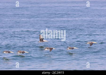 Pelican peruviano (Pelecanus thagus), gruppo di pellicani che volano sul mare. Foto Stock