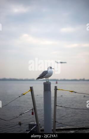 Un ritratto verticale di un gabbiano o gabbiano arroccato su un palo luminoso che si affaccia sull'Aeroporto di Toronto Island al largo del Lago Ontario a Toronto Ontario Canada. Foto Stock