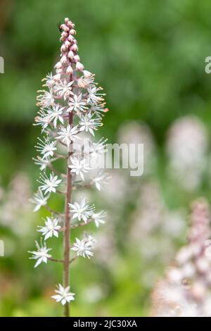 Primo piano di fiori di cuore (tiarella cordifolia) in fiore Foto Stock