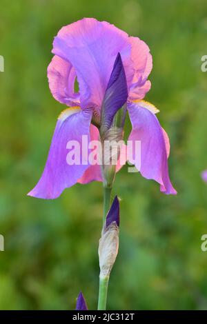 Fiore di iride viola crescente su sfondo verde alla luce della sera Foto Stock