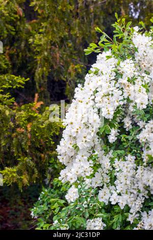 Royal Botanical Gardens Hendrie Park a Burlington Ontario Canada Foto Stock