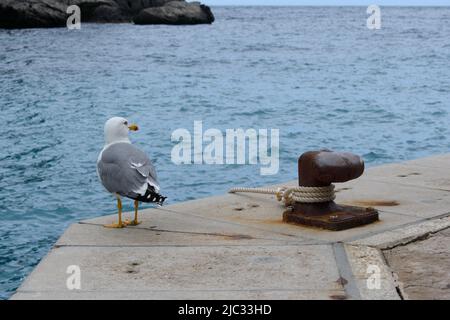 Gabbiano giallo per adulti con becco aperto in piedi sulla parete del porto vicino al arrugginito marino, noto anche come bullardo ormeggio con corda legata intorno. BL Foto Stock