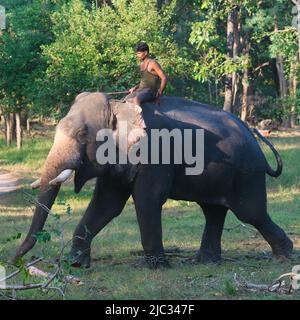 Pench, India - 21 Ottobre 2021: un mahut che guida un elefante in funzione in una foresta nel Parco Nazionale di Pench, India Foto Stock