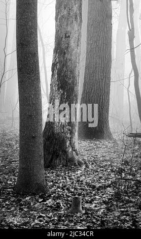 Passeggiata in bianco e nero attraverso una foresta nebbia tra gli alberi in inverno o primavera, Lancaster, Pennsylvania Foto Stock