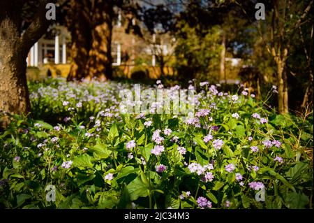 Purple Cascading Aubrieta terra copertura sotto la luce del sole calda. Immagine acquisita su pellicola analogica. Foto Stock