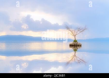 Singolo albero sul lago di Ohrid, Macedonia del Nord Foto Stock