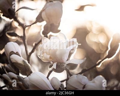 Fiori bianchi dell'albero di Magnolia e germogli di fiori che brillano nel sole in primavera o in estate, Lancaster, Pennsylvania Foto Stock