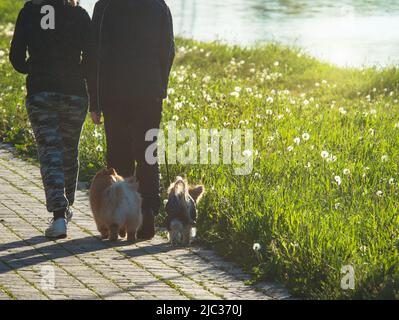 proprietari di cani di coppia che camminano i loro cani piccoli Foto Stock