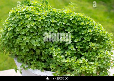 Comune ceci, Stellaria media, con piccoli fiori bianchi. Foto Stock