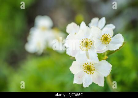 Anemonastrum narcissiflorum, l'anemone narciso o anemone a fiori di narciso, è un perenne erbaceo. Foto Stock