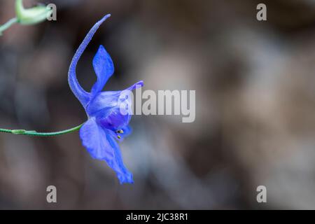 Consolida regalis, conosciuta come lekspur forcente, Rocket-larkspur, e Field larkspur, è una pianta erbacea annuale. Foto Stock