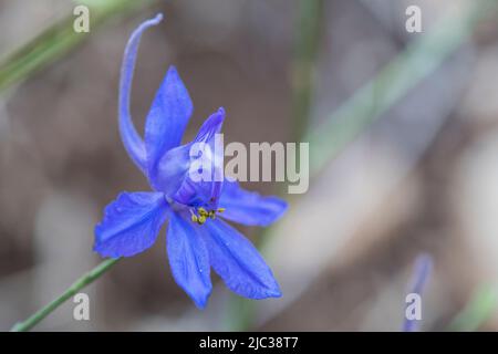 Consolida regalis, conosciuta come lekspur forcente, Rocket-larkspur, e Field larkspur, è una pianta erbacea annuale. Foto Stock