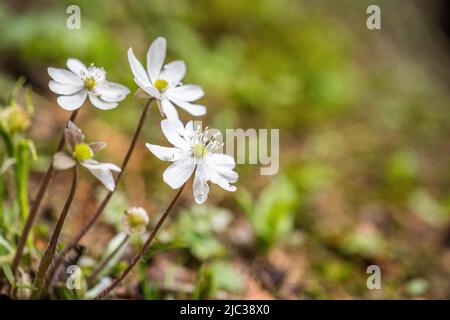 Anemone hepatica (syn. Hepatica nobilis), il comune hepatica, liverwort, kidneywort, o pennywort, è una specie di pianta di fioritura. Foto Stock