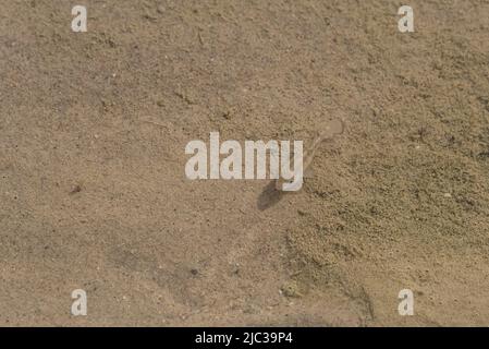 Un singolo cuccioli del deserto nuota in acqua salata poco profonda a Salt Creek accanto al percorso interpretativo al Death Valley National Park. Foto Stock