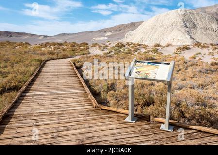 Insegna interpretativa su "vivere con il sale" sul sentiero del lungomare di Salt Creek, un percorso educativo e accessibile ai requisiti ADA nel Death Valley National Park Foto Stock