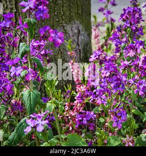 Rosa Annual Honesty (Lunaria annua) vicino ad un albero di strada a Berlino. Foto Stock